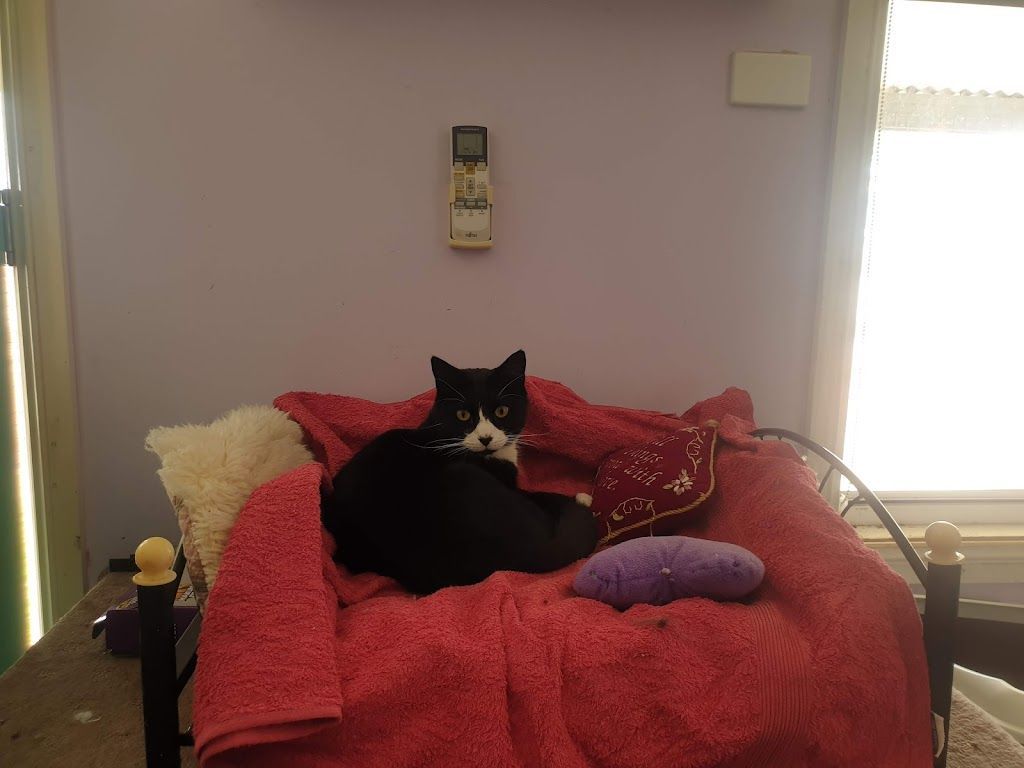 A Black And White Cat Is Laying On A Red Blanket On A Bed — Pussycat Park In Dubbo, NSW