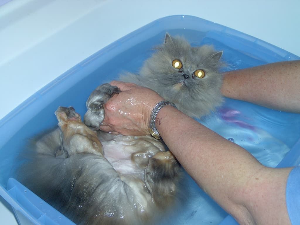 A Person Is Washing A Cat In A Blue Tub Of Water — Pussycat Park In Dubbo, NSW