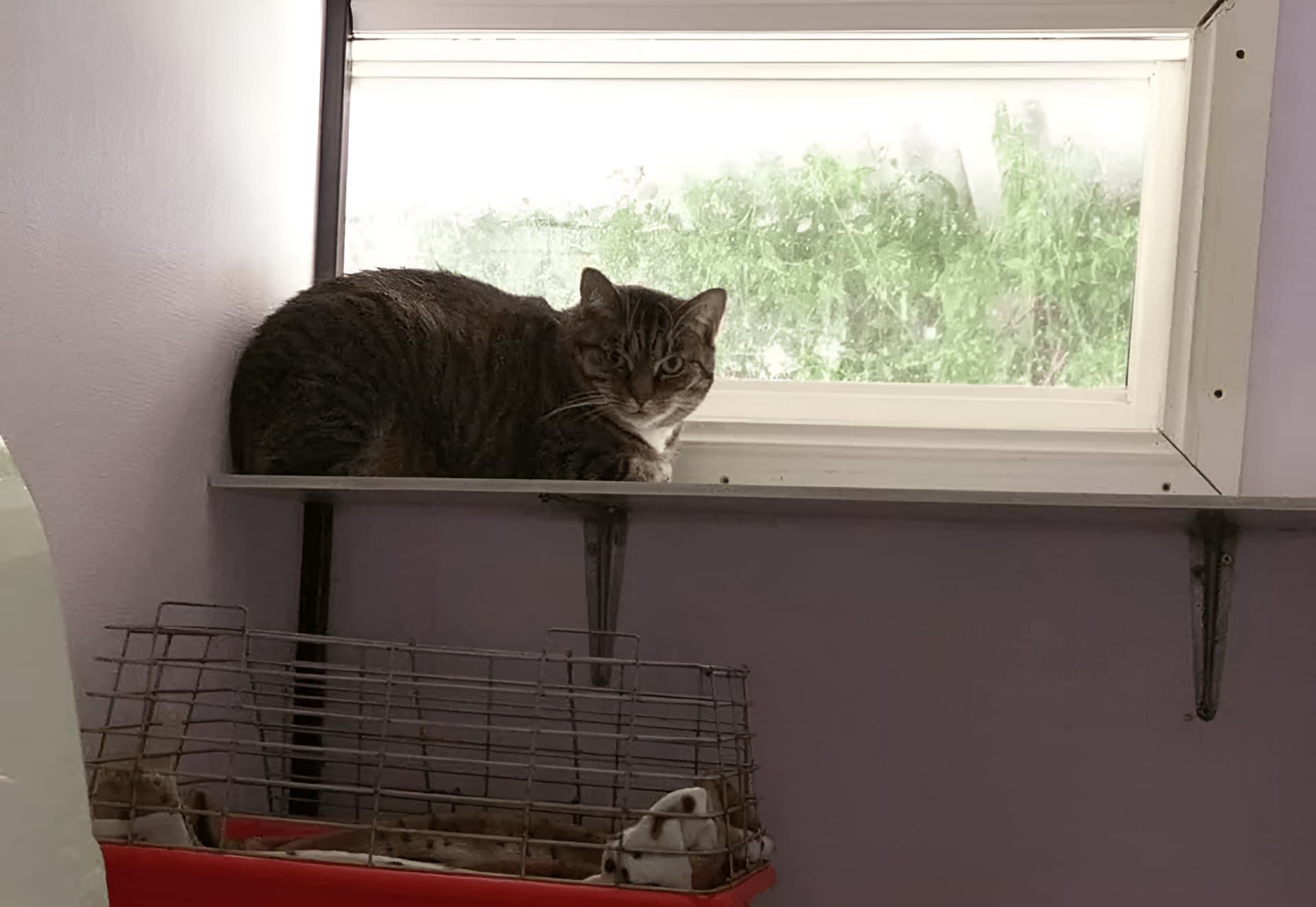 A Cat Is Sitting On A Window Sill Next To A Cage — Pussycat Park In Dubbo, NSW
