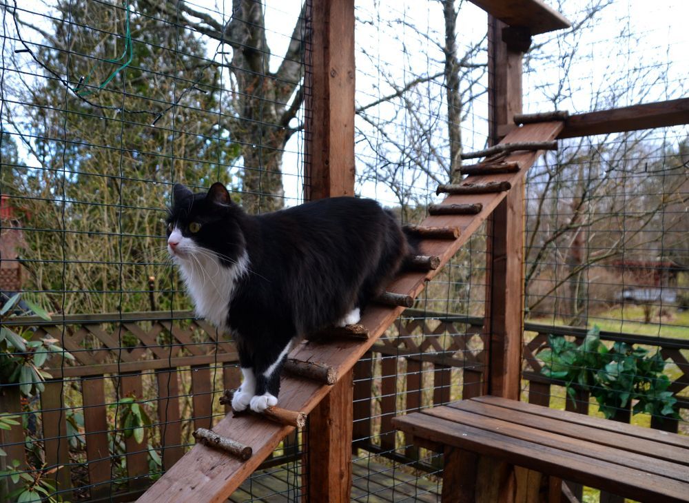 A Black And White Cat Is Sitting On A Wooden Staircase — Pussycat Park In Dubbo, NSW