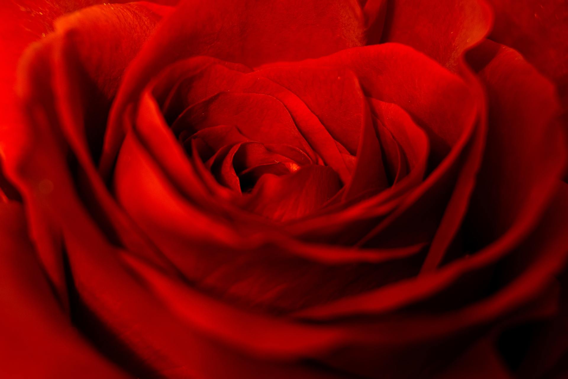 rosa rossa