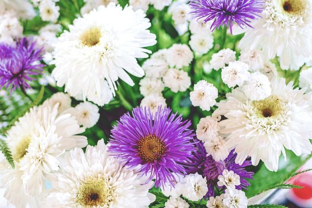 fiori viola e bianchi