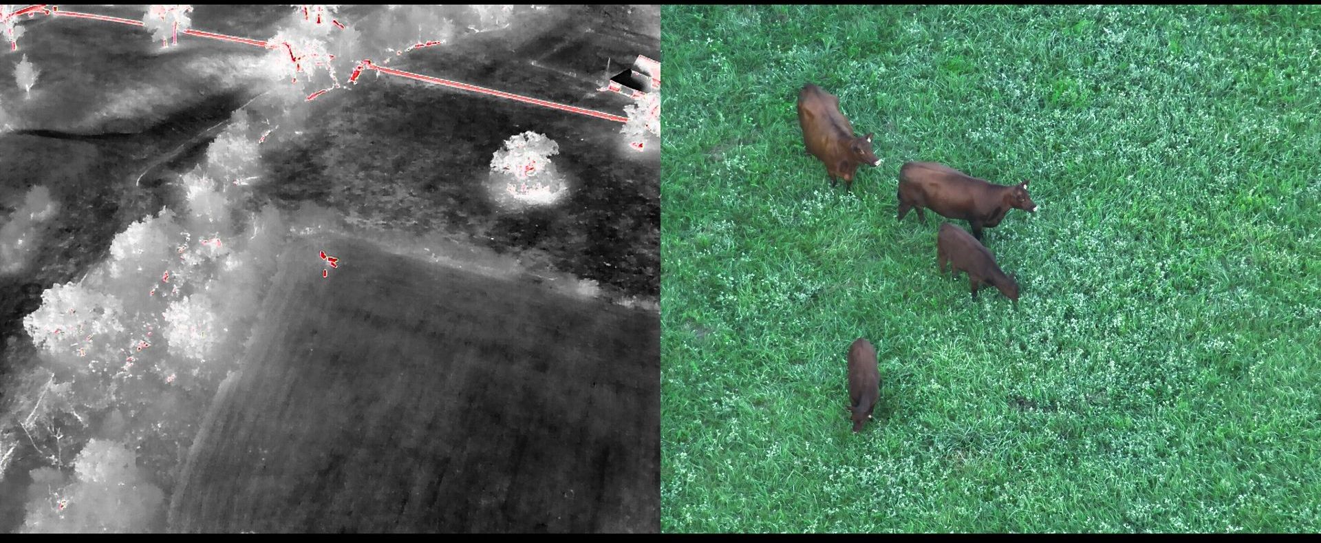 Cows in feild found with thermal drone