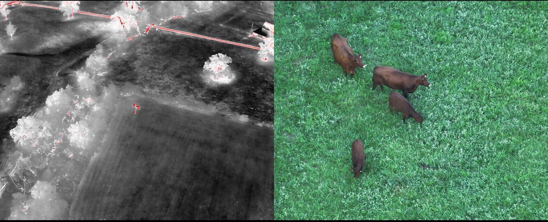 thermal photo of missing cows located with drone