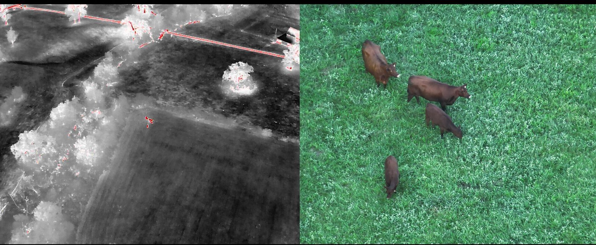 Lost cows found in feild with thermal drone