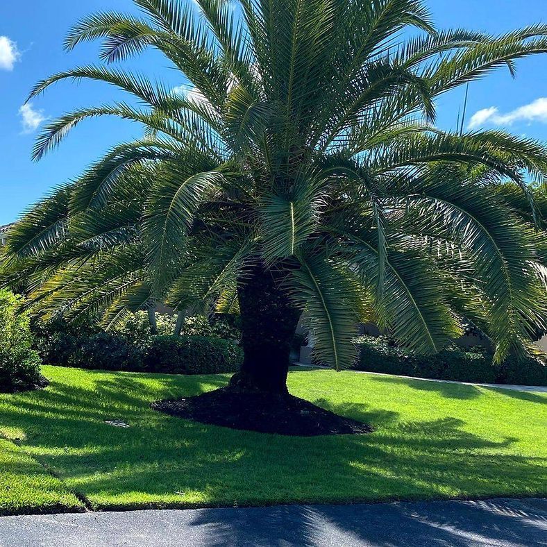 A large palm tree with dark trunk and green fronds casting a shadow on a lawn. Sunny day with blue sky.