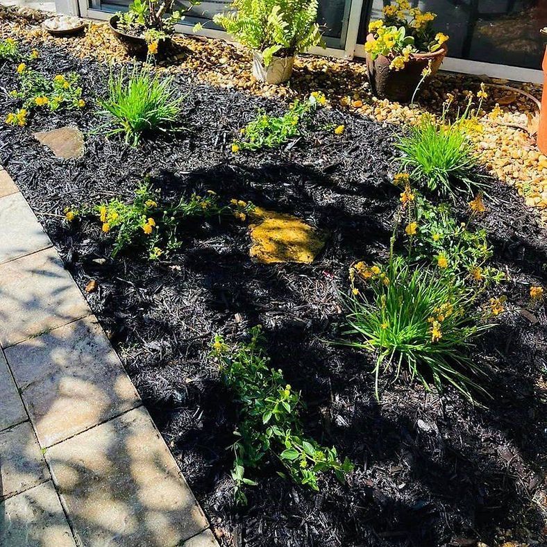 Planted Saplings