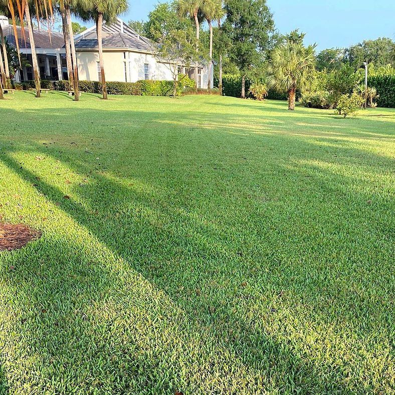 Green lawn with a large house in the background. Palm trees cast shadows on the grass under a bright, sunny sky.