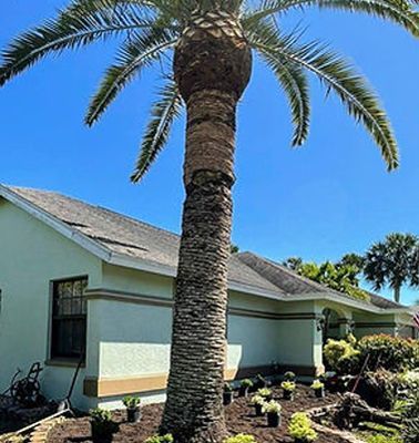 Palm Tree Palm Tree