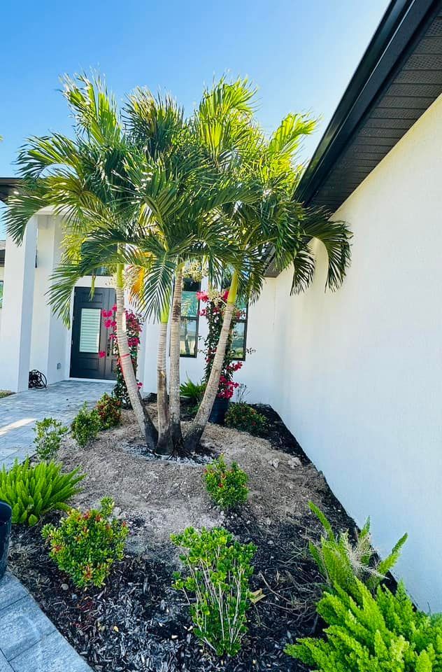 Palm trees and other greenery in front of a white house with a dark roof. Landscaping includes dark mulch and various plants.