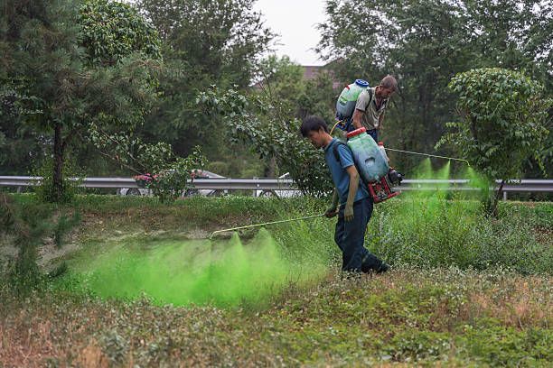 Two people wearing backpack sprayers walk along a roadside, misting plants with a bright green liquid.