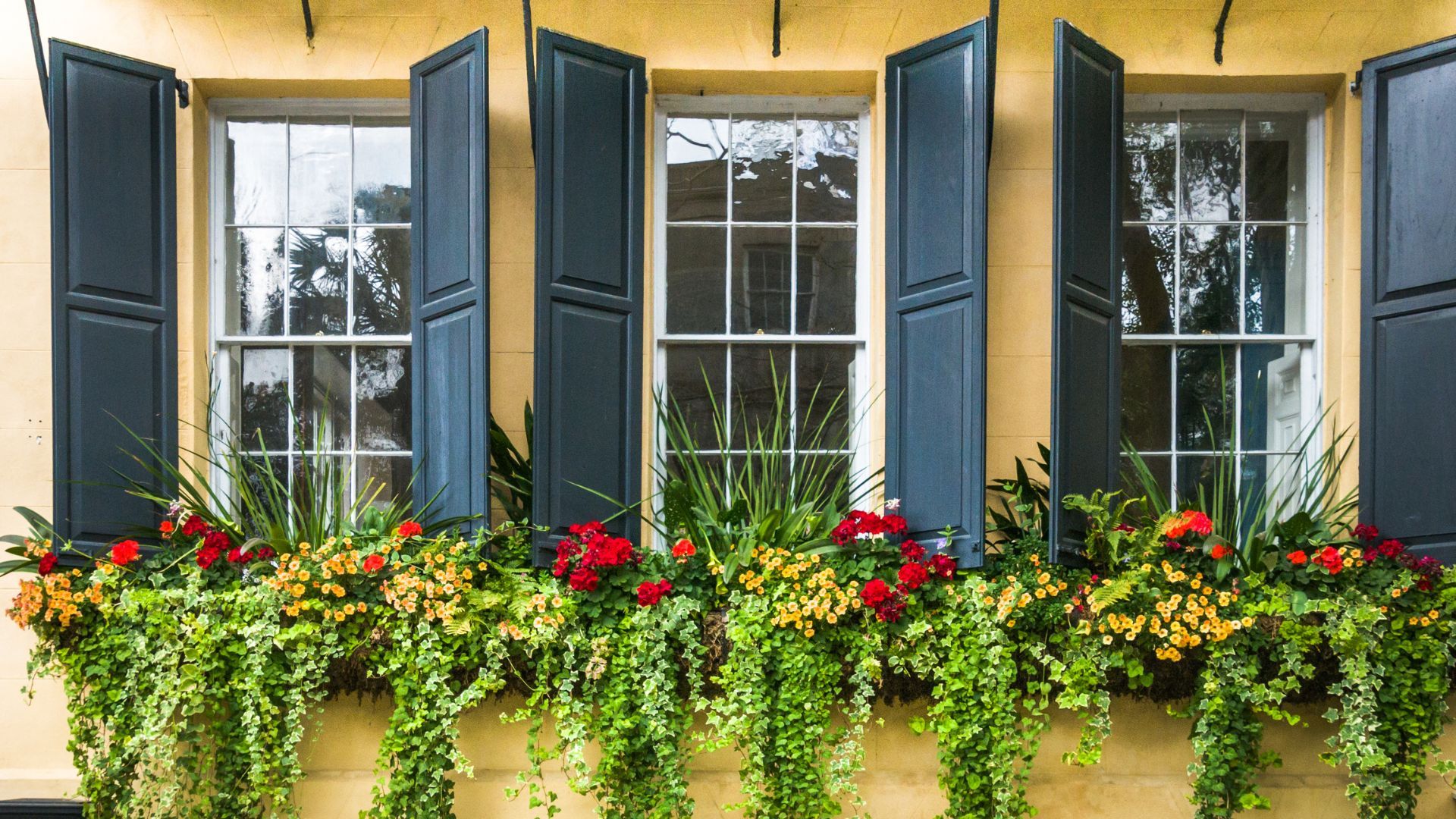 Three windows with dark shutters and flower boxes of red and yellow blooms on a sunlit yellow wall