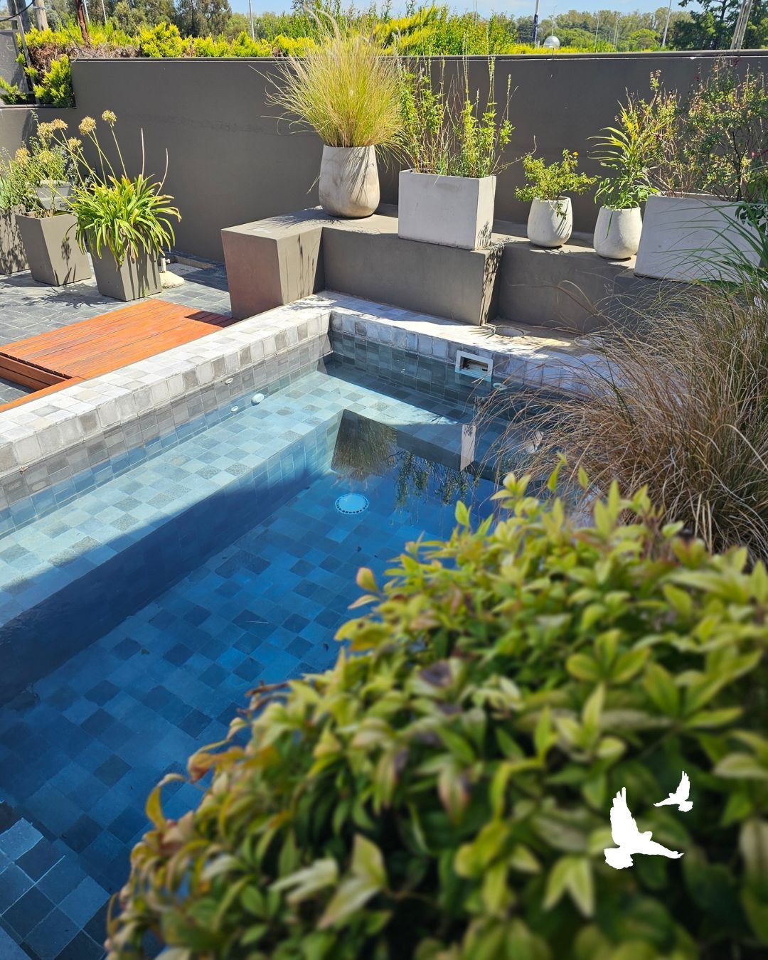Pequeña piscina en el patio trasero con agua azul, plantas en macetas y cojines blancos para recostarse bajo la luz del sol.