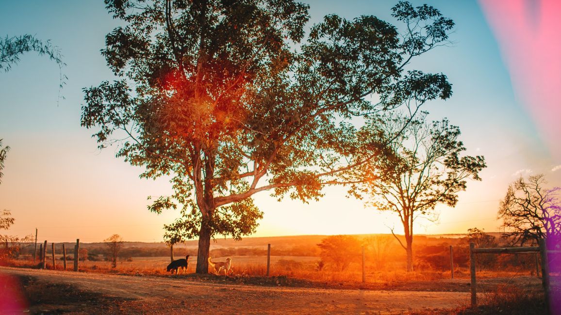 a dog is standing under a tree in a field at sunset .