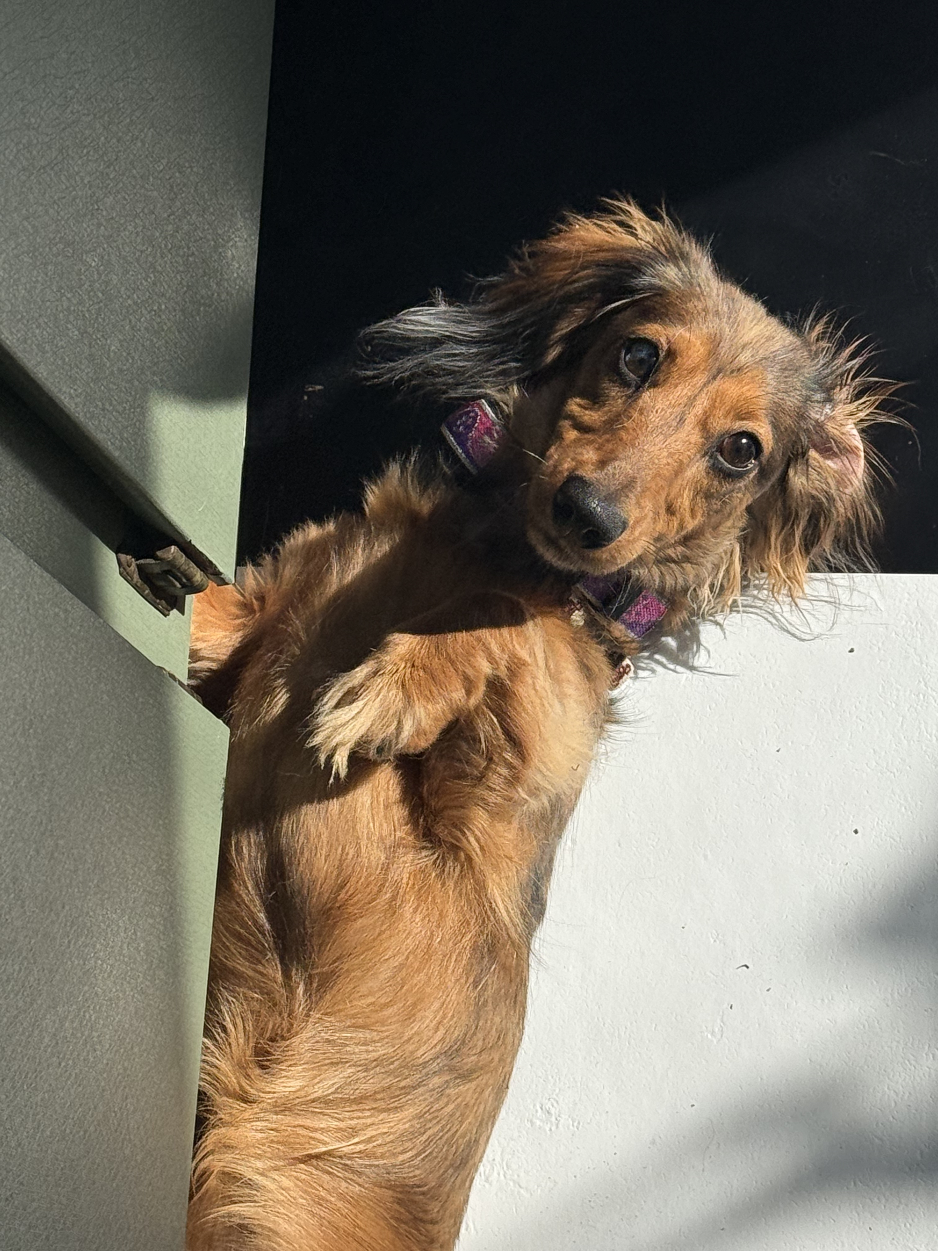 Small brown dog lying on a sunlit floor, looking up with ears perked.