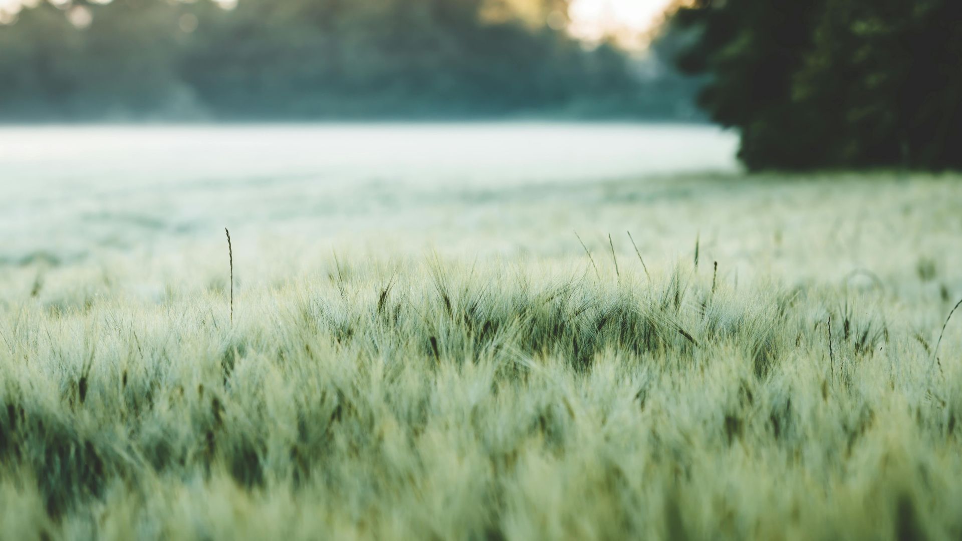 Sunlit grassy field with dew and a blurred tree line at sunrise
