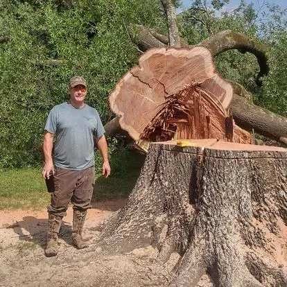 Man standing beside a massive uprooted tree stump with a cut trunk in a wooded area