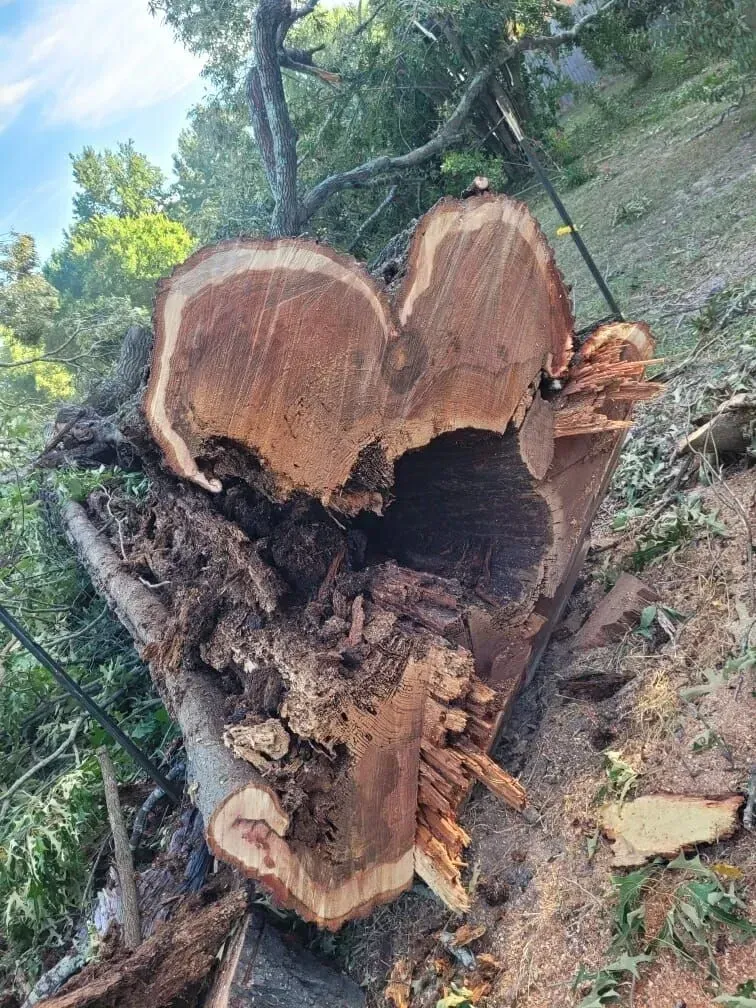 Split tree trunk with a heart-shaped hollow in a wooded area