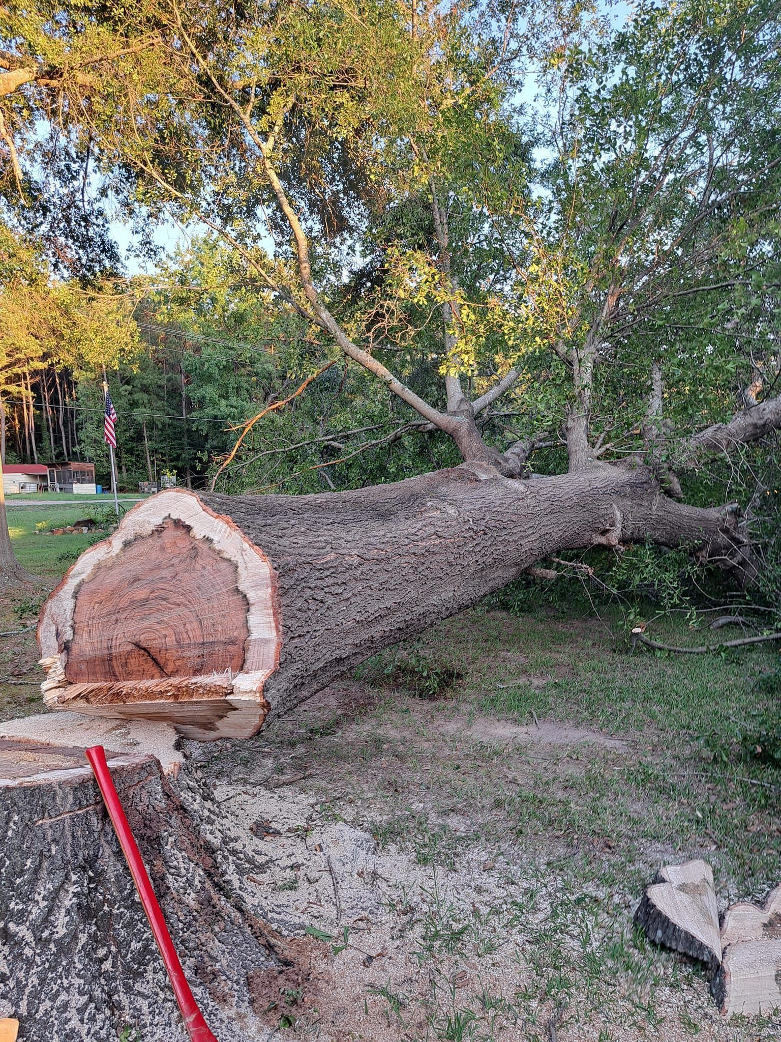 Felled tree trunk with cut end, lying on grass beside a red rope in a park-like area