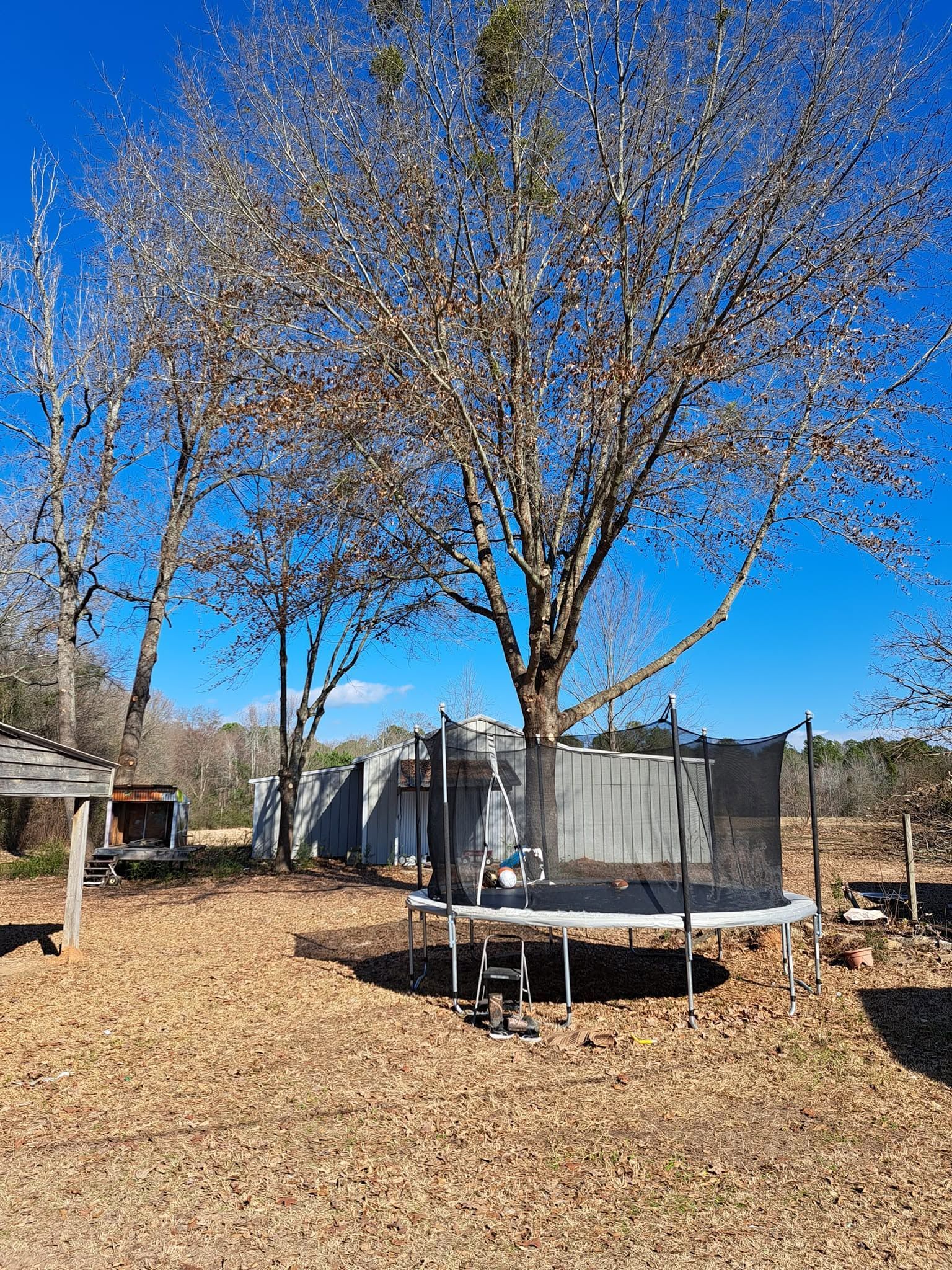 Backyard with a leafless tree, trampoline, and woodchip ground under a clear blue sky
