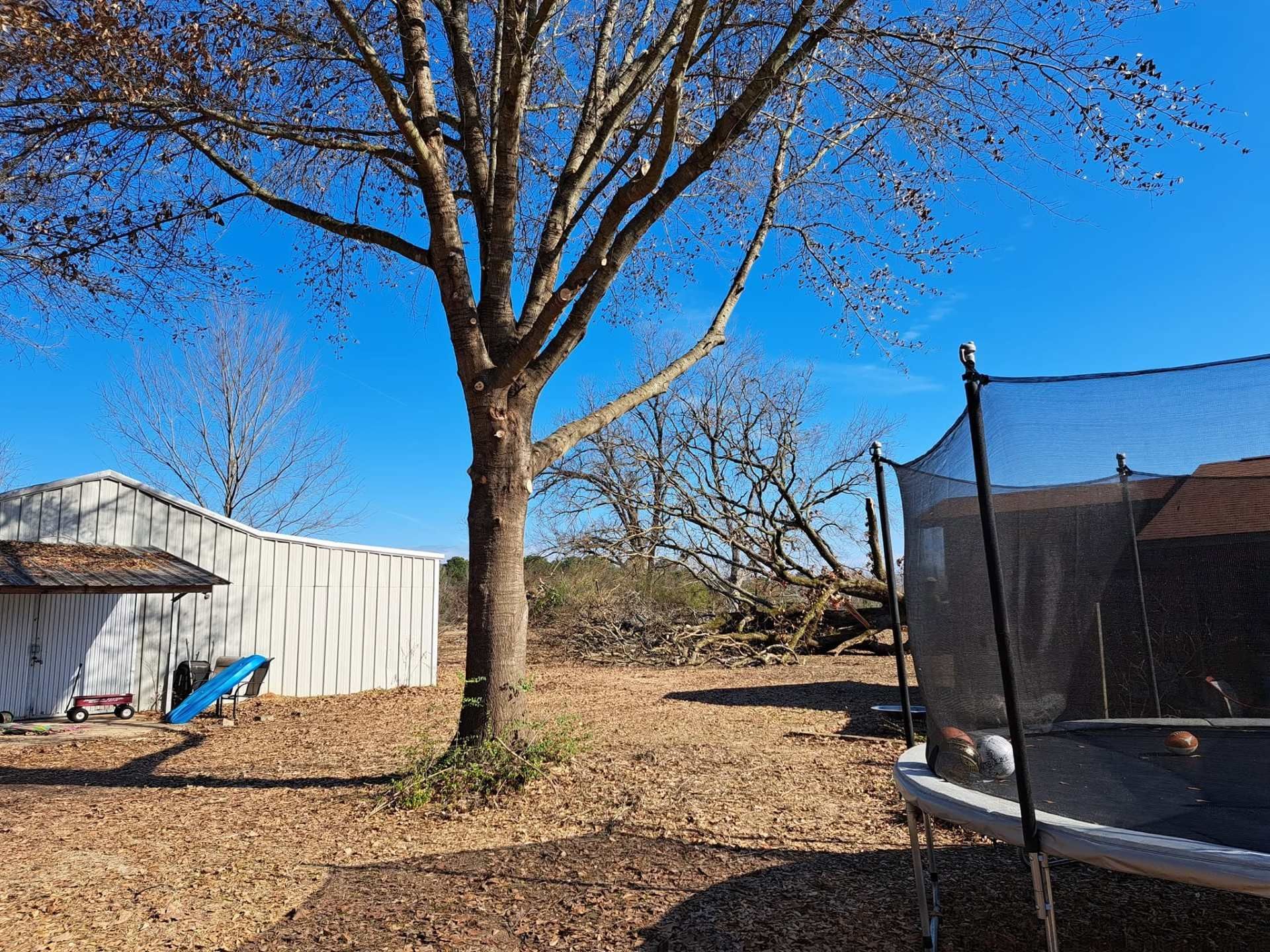 Backyard with a large leafless tree, white shed, and trampoline under a clear blue sky.