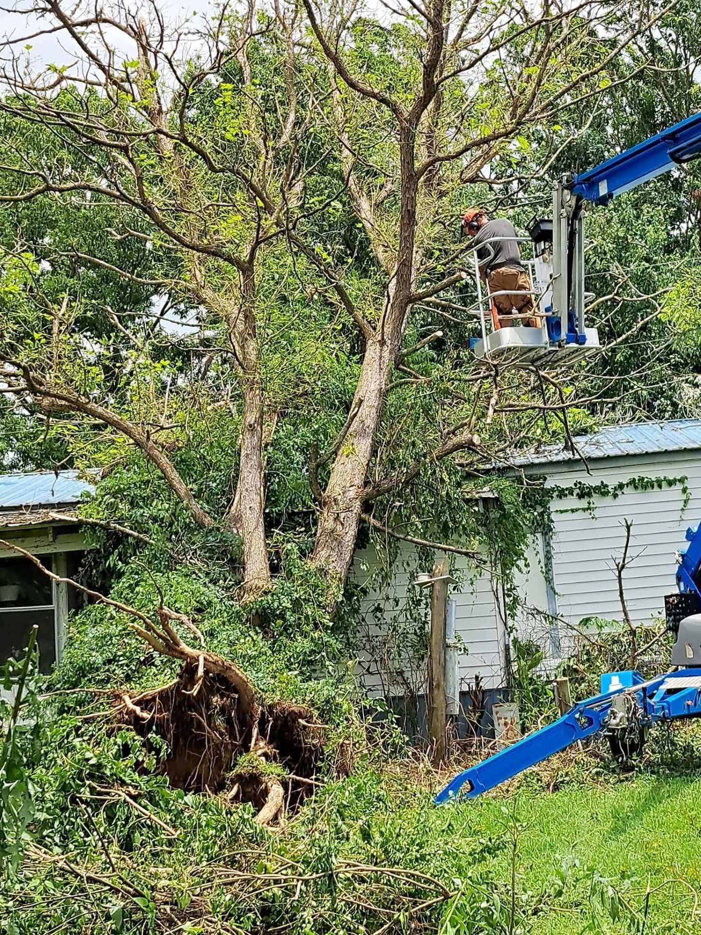 Worker in a blue cherry picker cutting a tree beside a white building.
