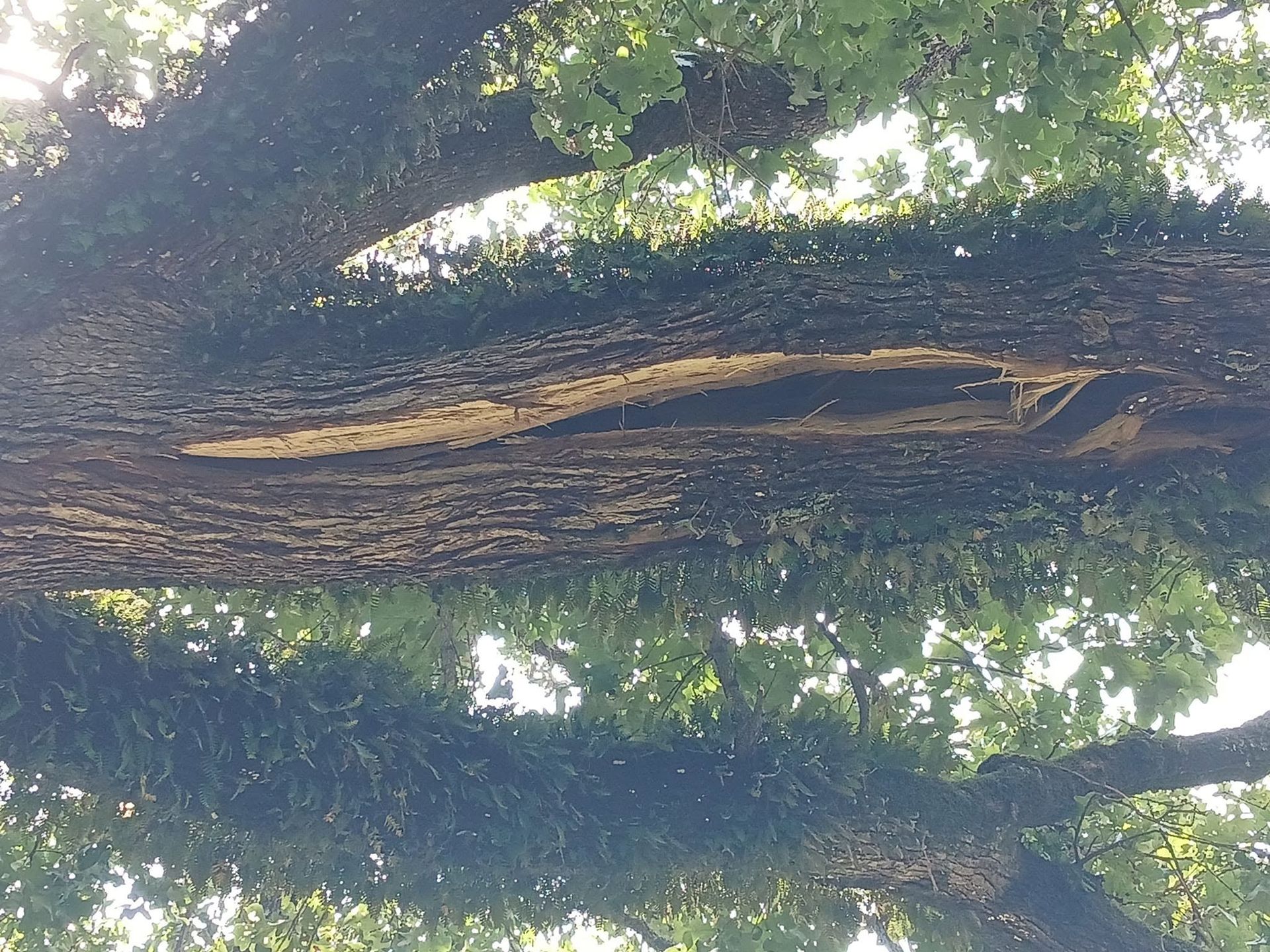 Large tree trunk with rough bark stretching across a leafy forest canopy viewed from below