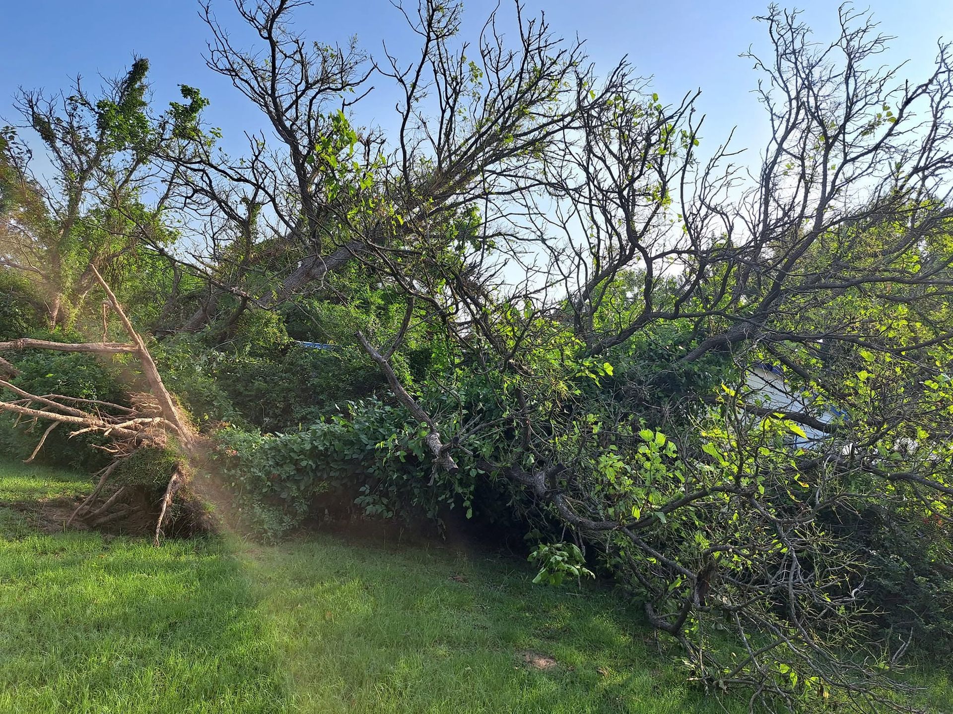 Sunny orchard with dense green shrubs and bare tree branches under a clear blue sky