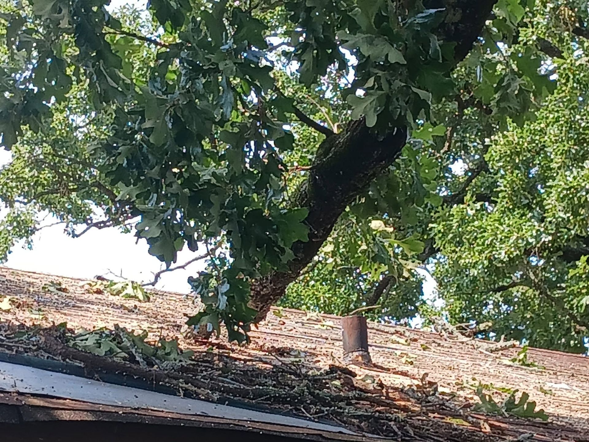 Tree branch over a red-tiled rooftop with green leaves against a bright sky