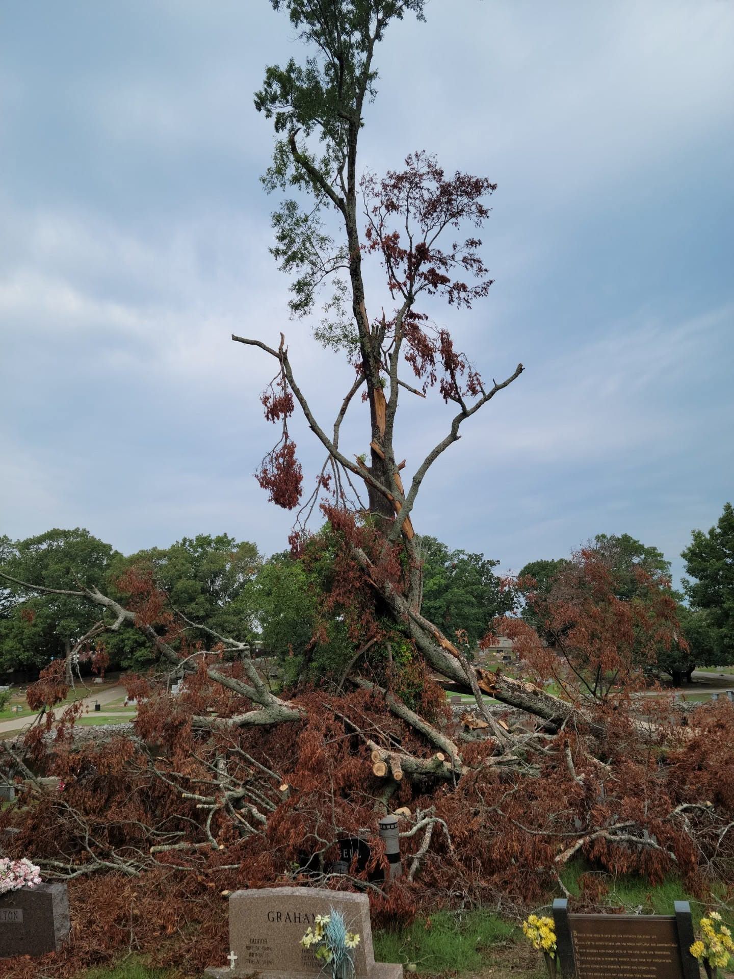 Storm-damaged tree with broken branches in a cemetery, with flowers at graves below.