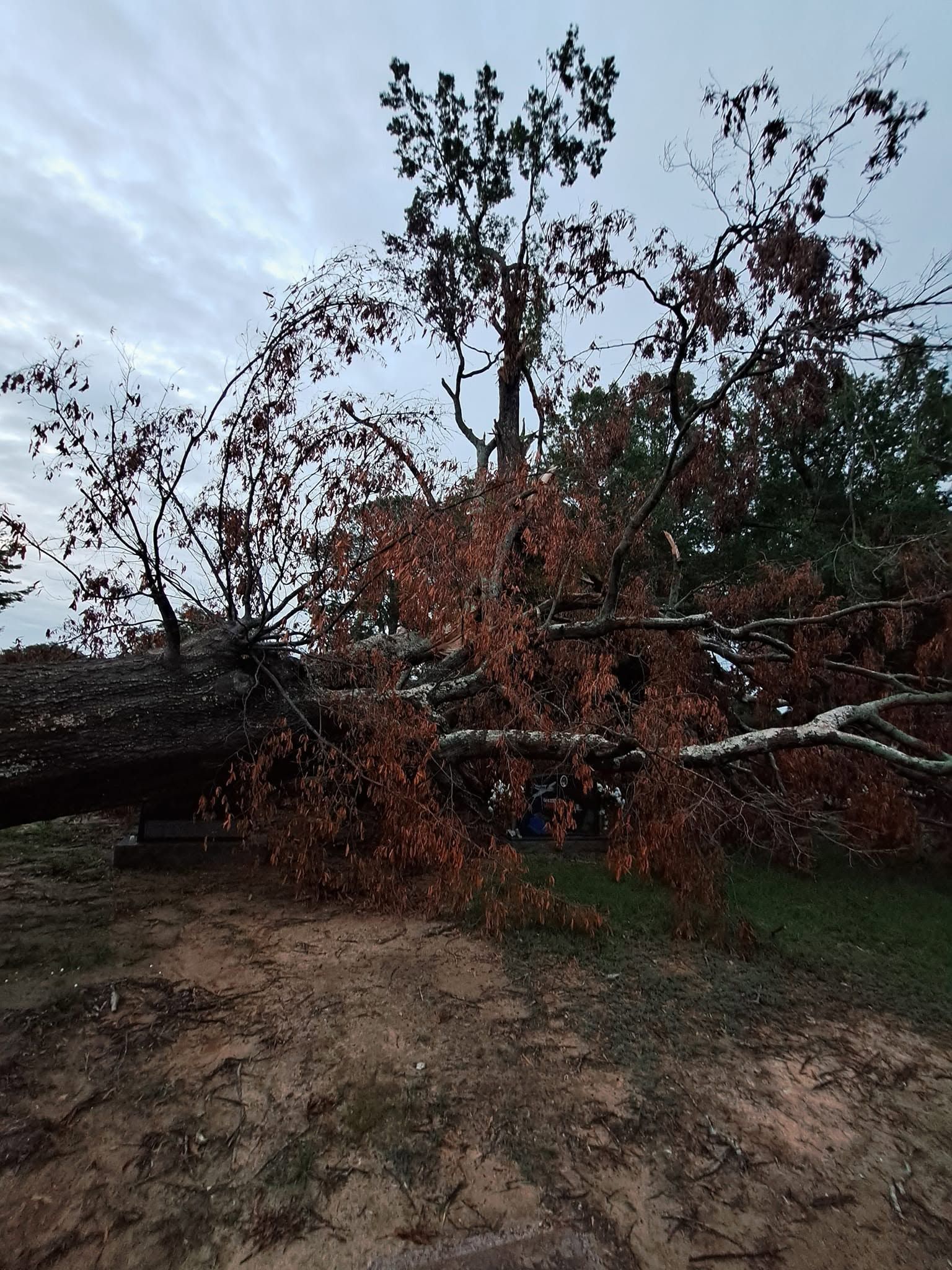 Storm-damaged tree with brown leaves and fallen branches over a muddy yard