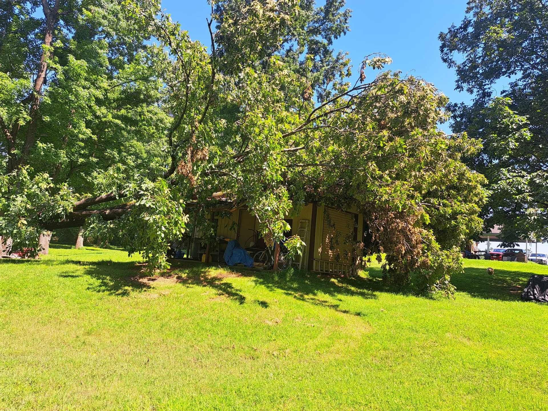 Sunlit grassy yard with large trees and a small wooden shed in the shade