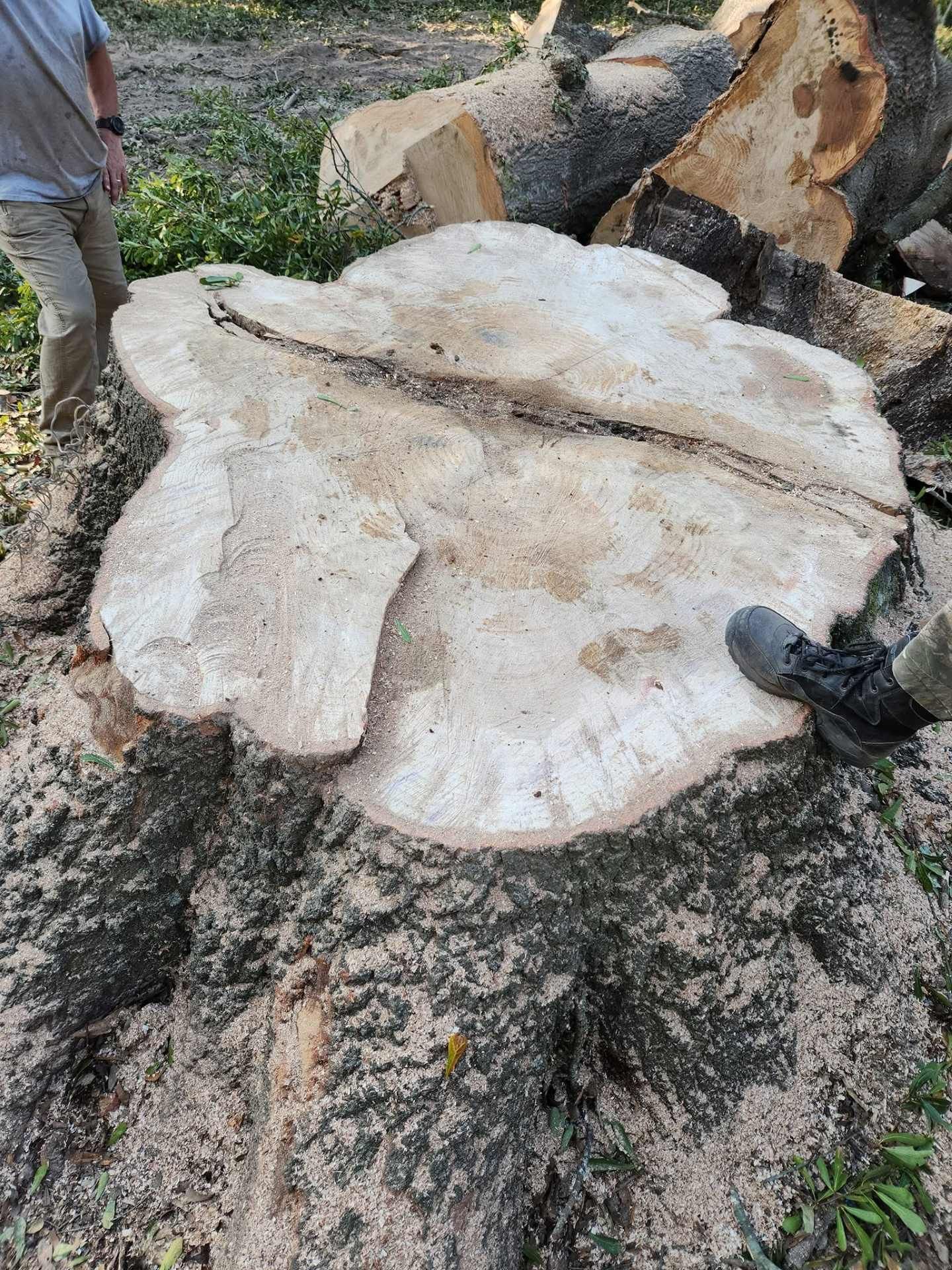Freshly cut tree stump with a pale wood slab resting on top, outdoors near chopped logs and boots