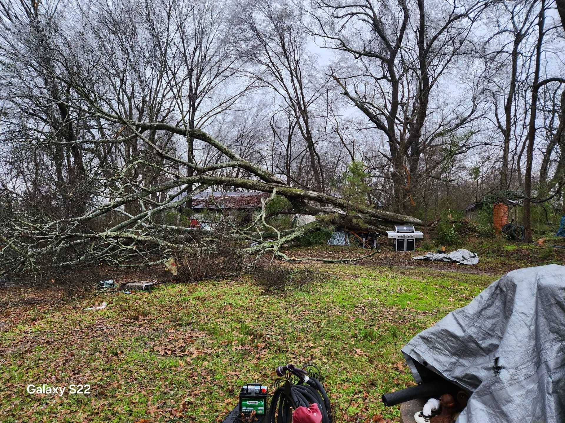 Downed tree limbs in a muddy yard with bare trees and a gray tarp-covered object