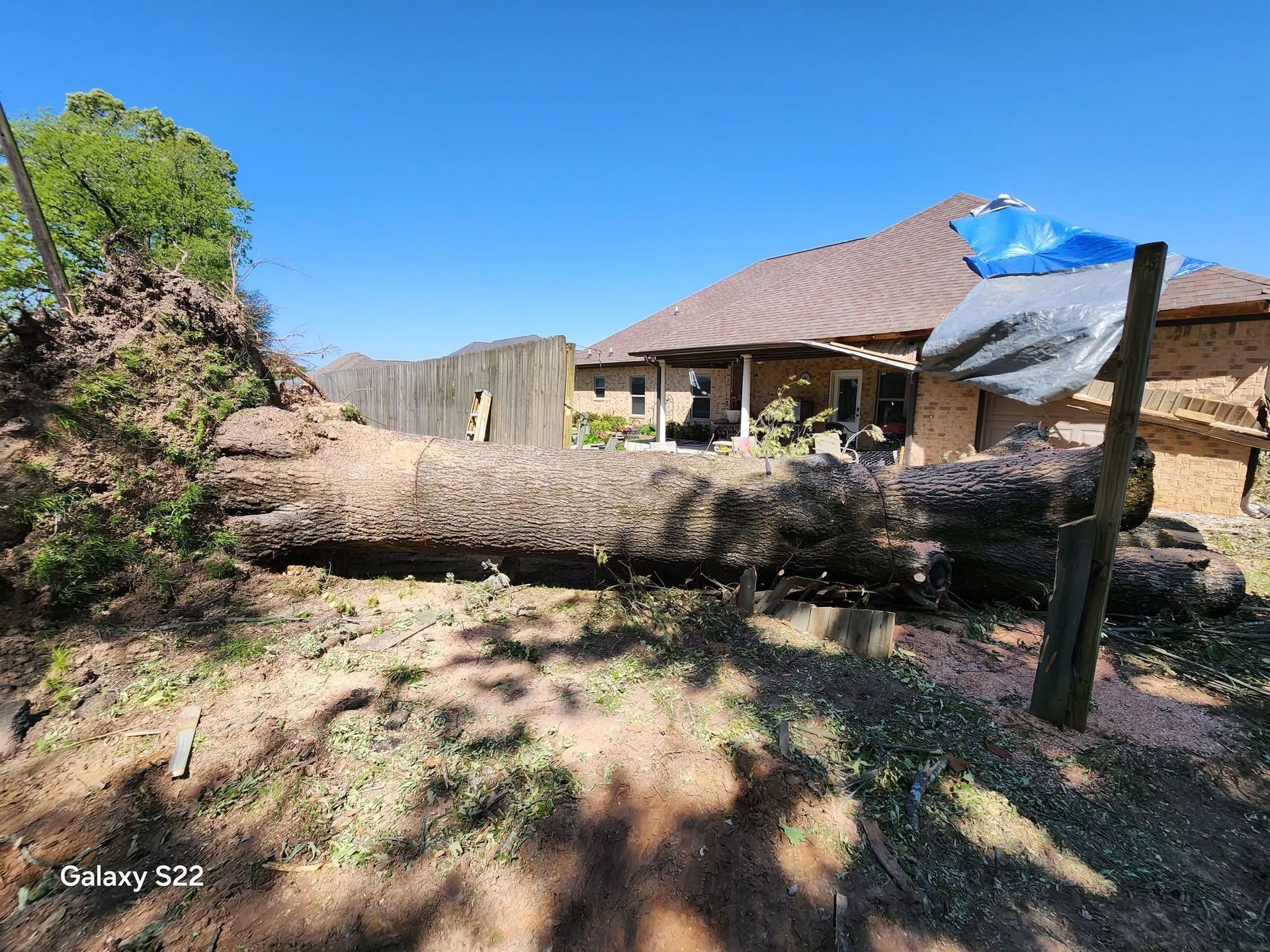 A fallen tree trunk in a yard with a brick house, fence, and blue tarp under a clear blue sky.