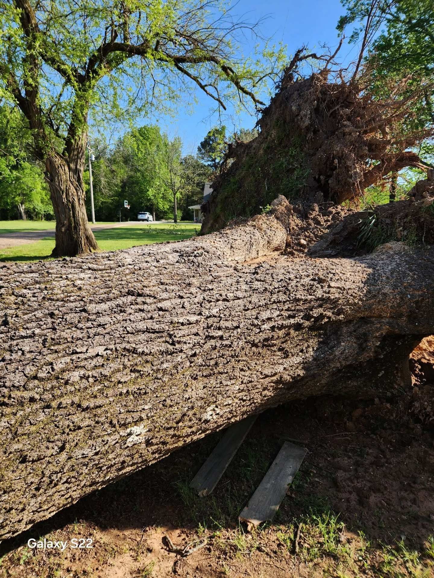 Large fallen tree trunk in a grassy park on a sunny day, with green trees in the background.