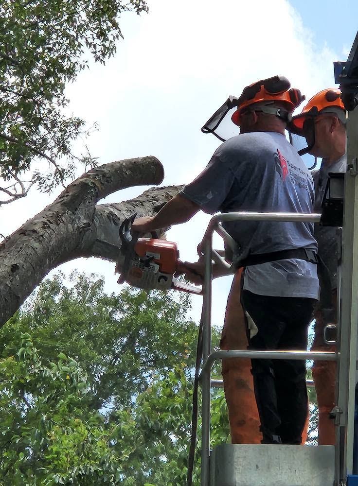Two arborists in orange helmets using a chainsaw to trim a tree limb from a lift bucket