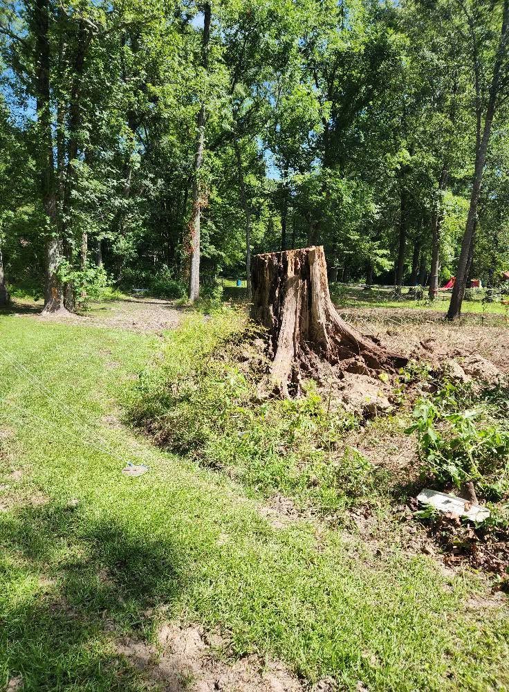 Tree stump in a grassy park with tall green trees in the background