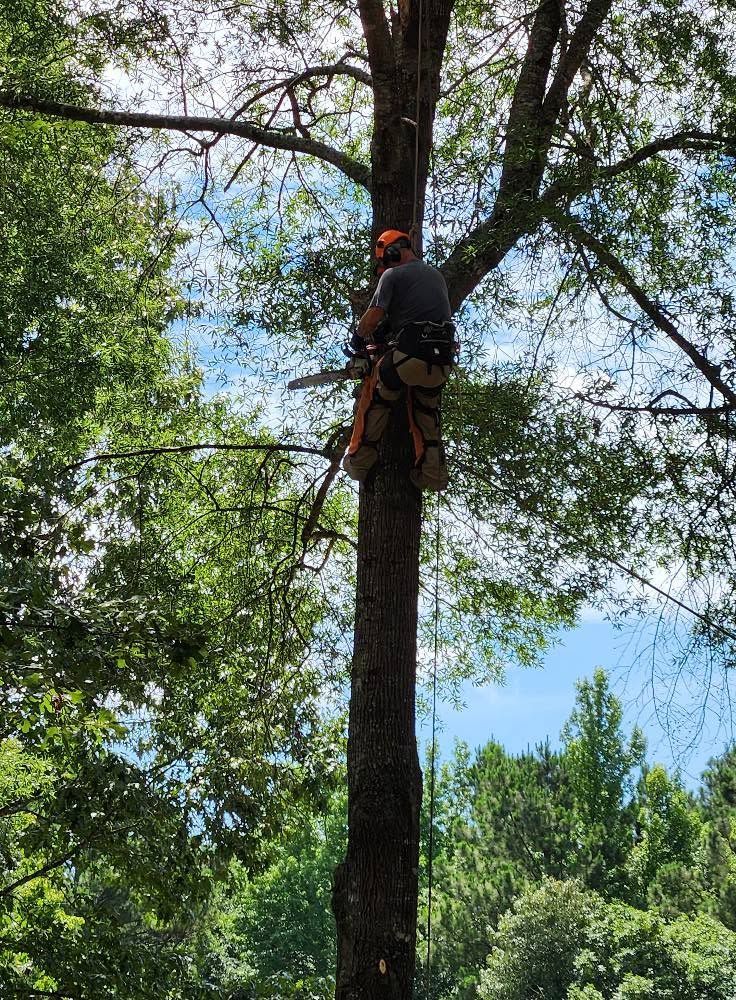 Tree worker in orange helmet climbing a tall tree with safety gear, surrounded by green foliage and blue sky