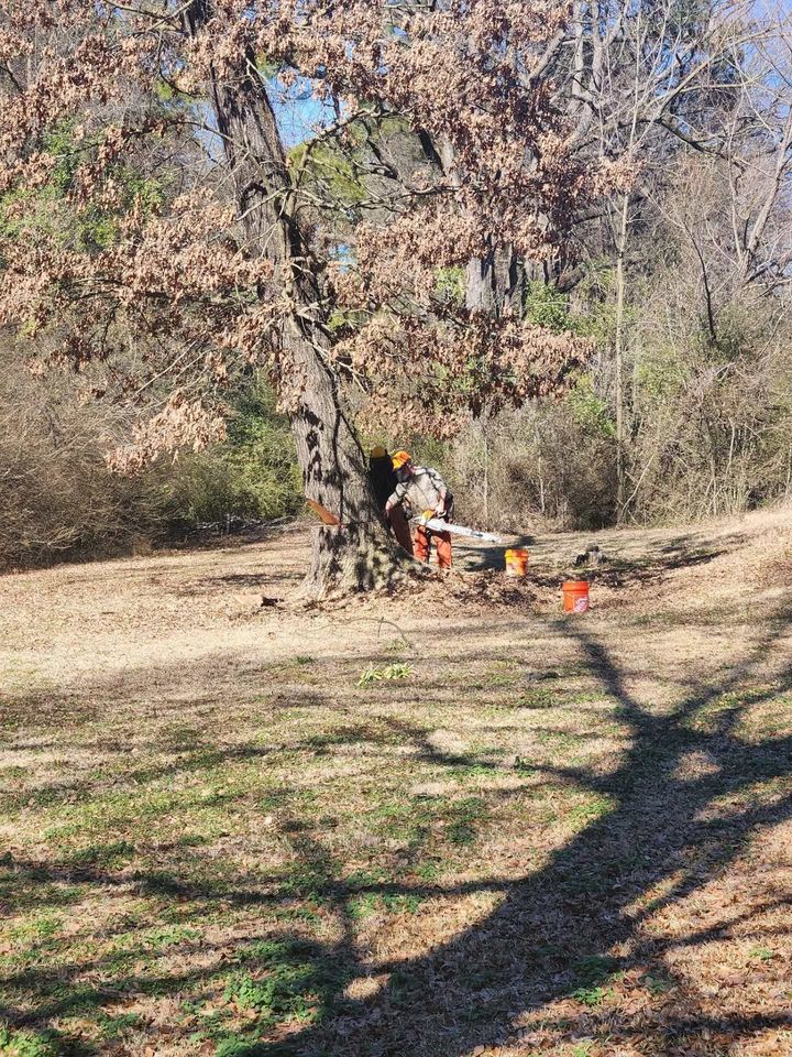 Person using an orange chainsaw on a fallen tree in a wooded yard with autumn leaves