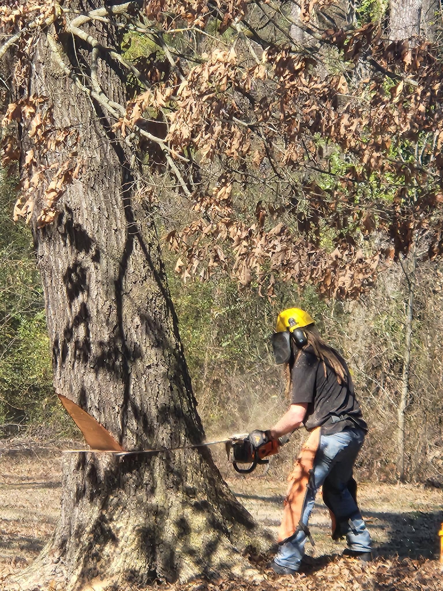 Person in yellow helmet chainsaws a large tree trunk outdoors near a rocky cliff.