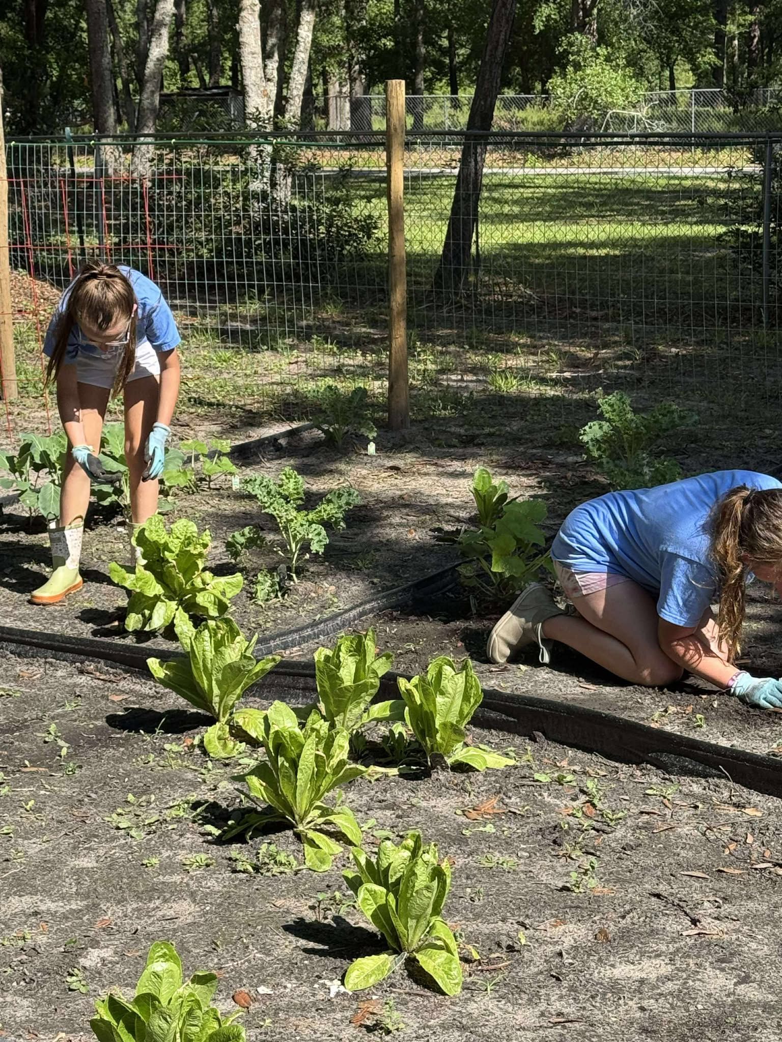 Two women are working in a garden.