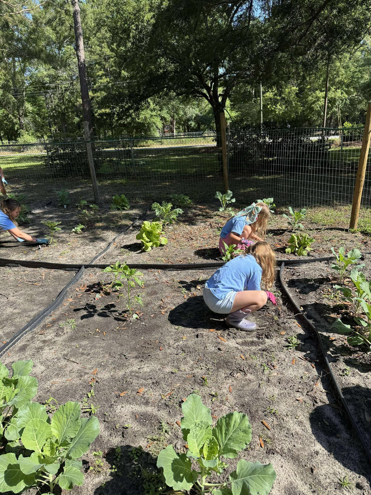 A group of children are working in a garden.