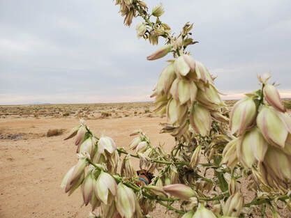 Desert Landscape with Blooming Yucca flower