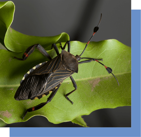 chinch-bug