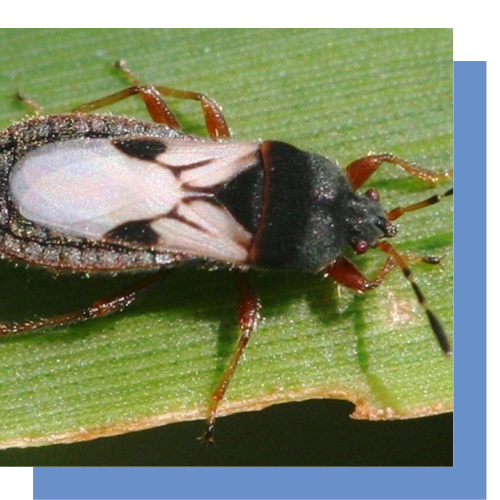 a close up of a bug on a green leaf