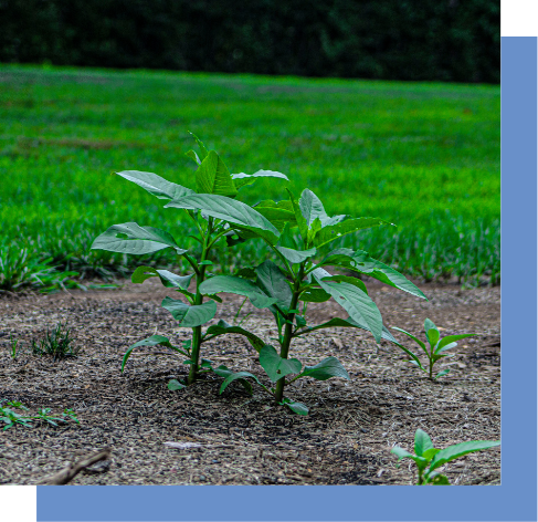 a small plant is growing out of the ground in a field .