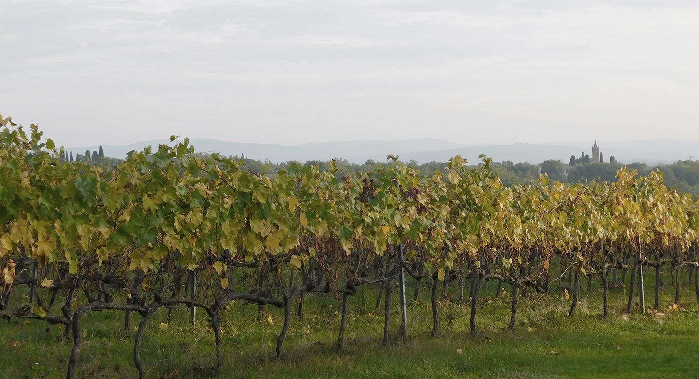 Vineyard rows with green and yellow leaves, at Ejamu