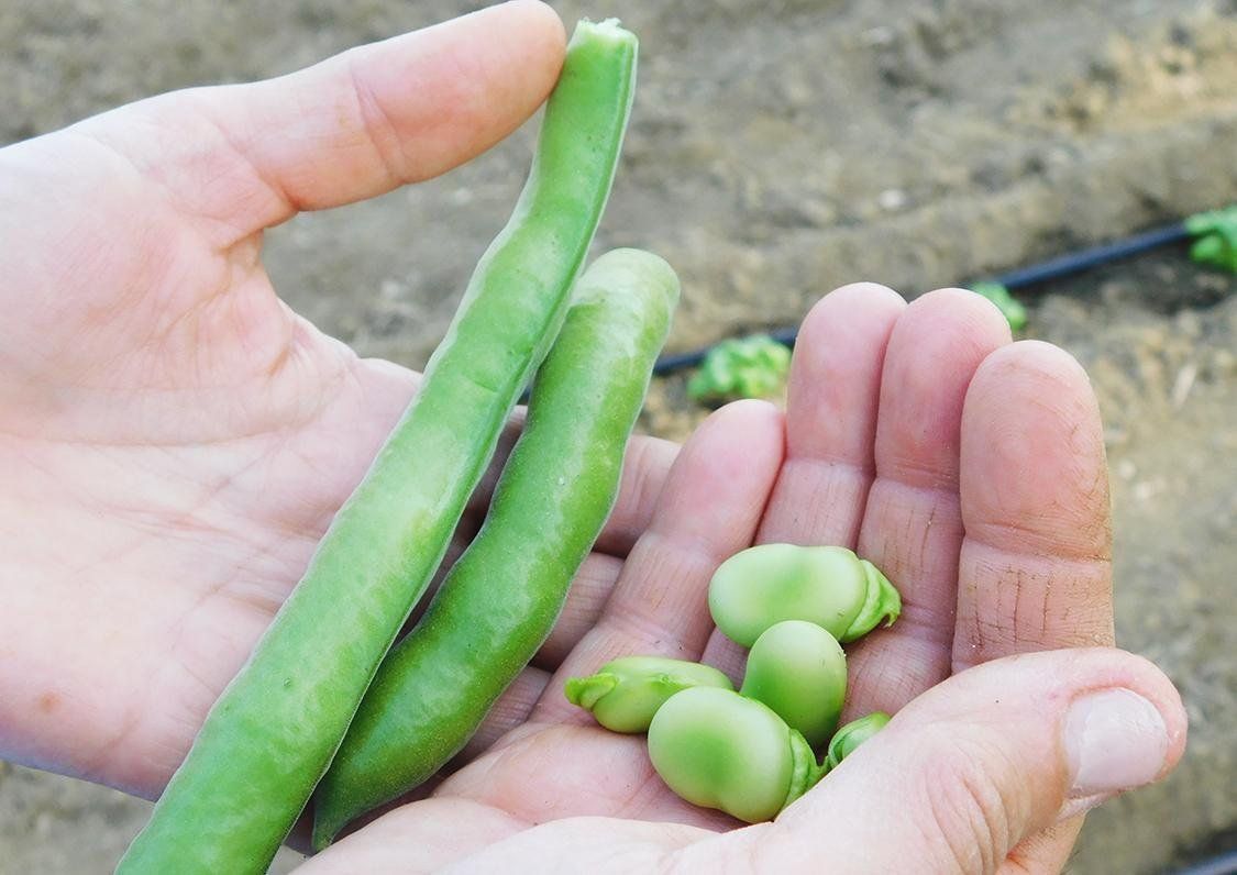 Hands holding green broad bean pods and shelled beans at Ejamu.