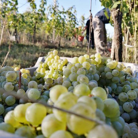 Close-up of white grapes in a bin with a person harvesting in a vineyard, at Ejamu